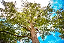 Leaf Removal in North Massapequa, NY