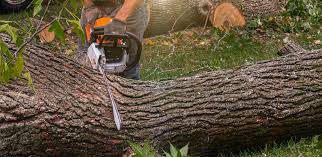 Reliable North Massapequa, NY  Tree Services Solutions